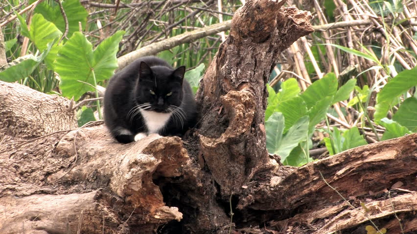 Video Of A Black And White Cat Sitting On A Dead Tree Stump. Abandoned ...