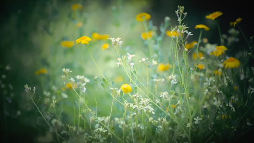 Cinemagraph Loop - Yellow and white flowers blowing in wind- motion ...