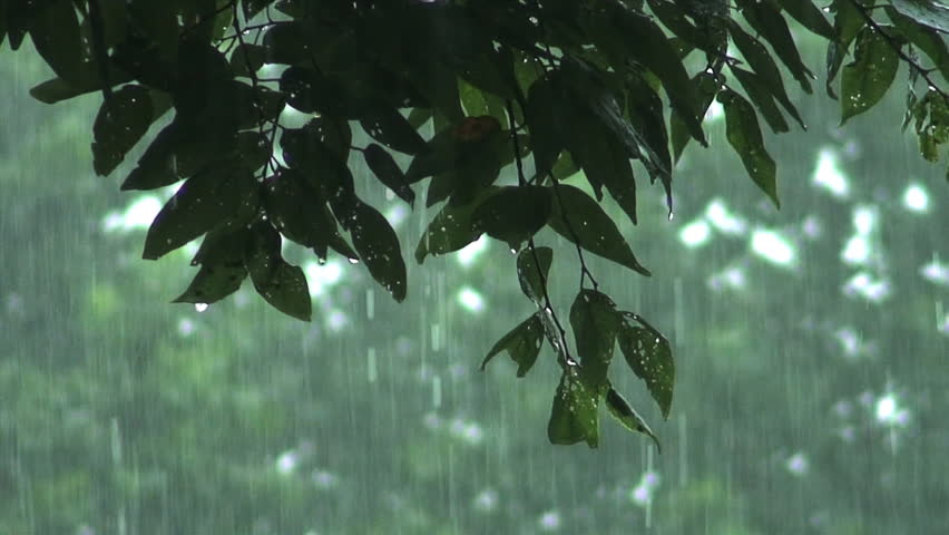 Rain In The Forest Stock Footage Video 8705239 - Shutterstock