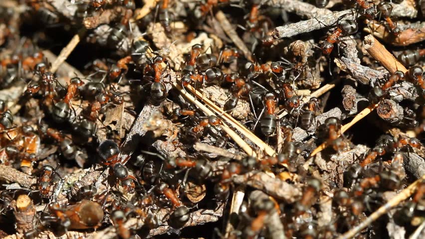 Busy Forest Ants At It's Nest. Stock Footage Video 5850035 - Shutterstock