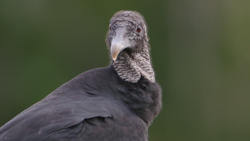 Close Up On A Turkey Vulture Looking Around. Stock Footage Video ...