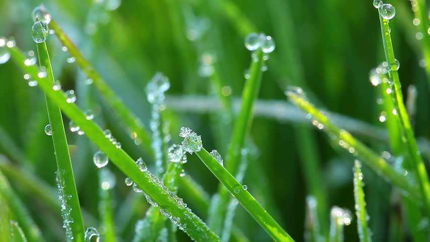 Drops Of Dew On A Green Grass Stock Footage Video 1361320 - Shutterstock