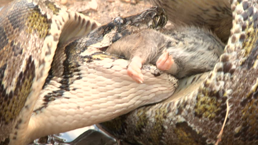 Python Eats Rat In Swamp Stock Footage Video 1392556 - Shutterstock