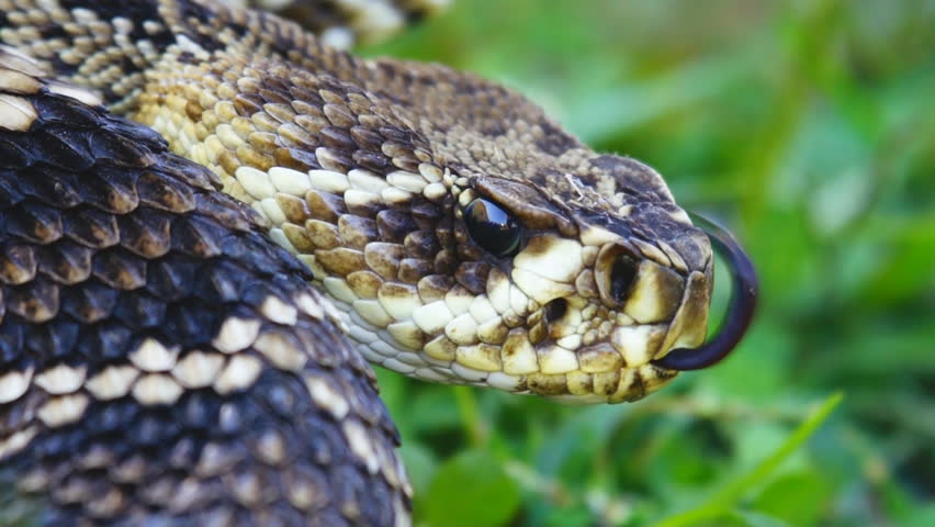 Eastern Diamondback Rattlesnake (Crotalus Adamanteus) Is A Highly ...