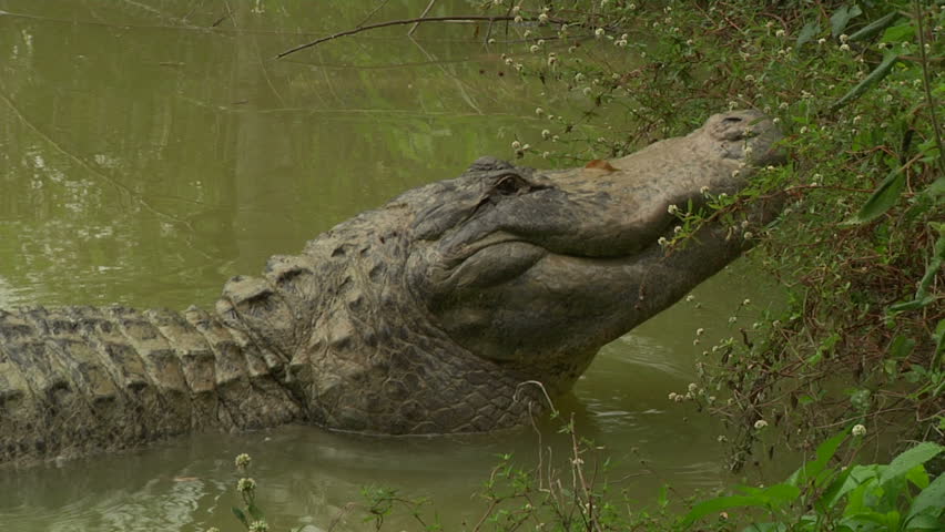 Alligator Mating Call Stock Footage Video 1455667 - Shutterstock