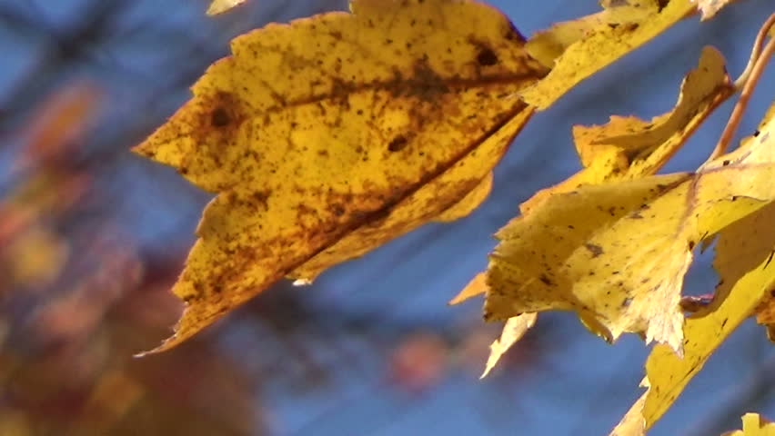 Fall Maple Leaves Blowing In The Wind Stock Footage Video 3330926 ...