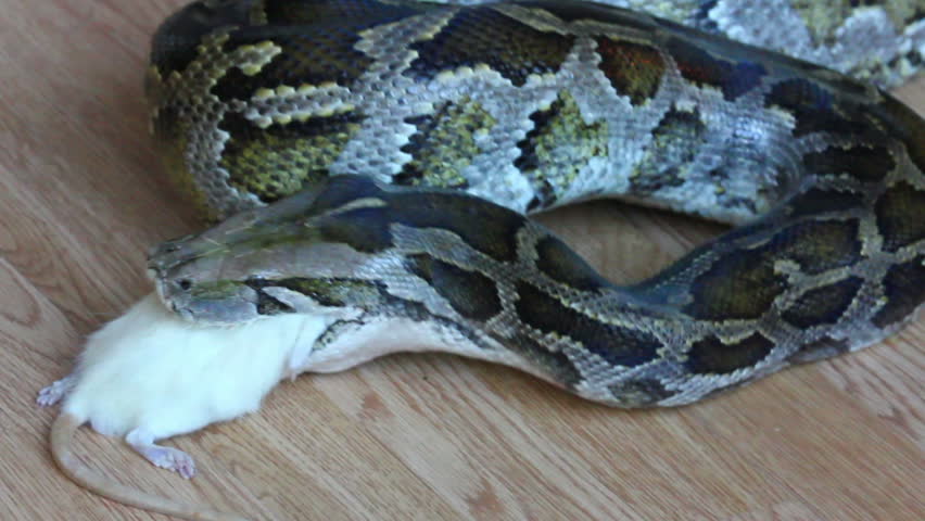 Feeding Snake - Python Eating Rat Stock Footage Video 2257843 ...