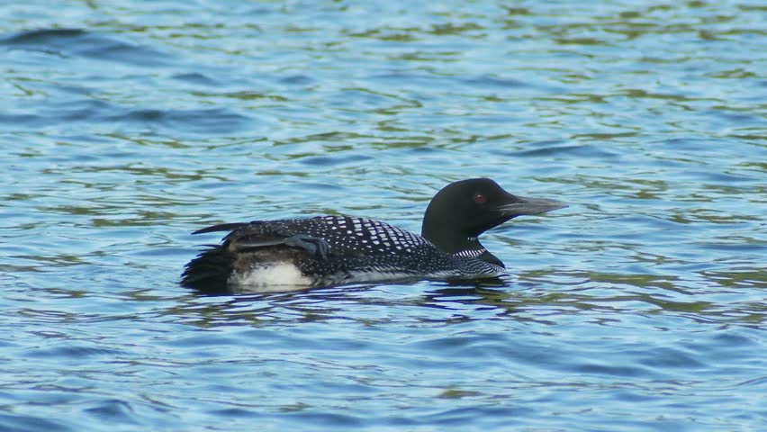 Loon On Blue-water Pond Stock Footage Video 2544554 - Shutterstock