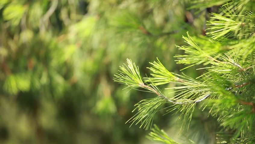 Green Pain Tree Leaves In The Wind. Stock Footage Video 2682161 ...