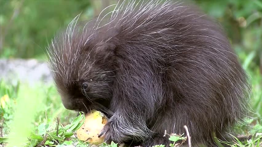 The CUTEST Baby North American Porcupine (Erethizon Dorsatum) Eating An ...