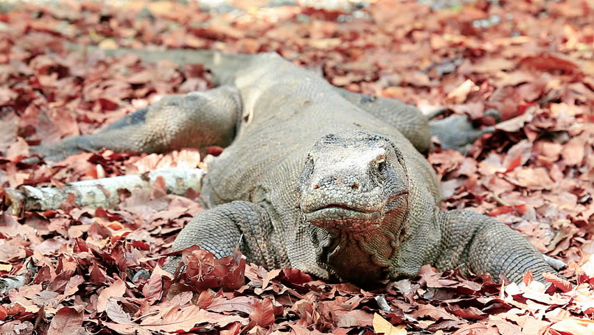 Komodo Dragon Looks At The Camera On A Forest Litter Stock Footage ...