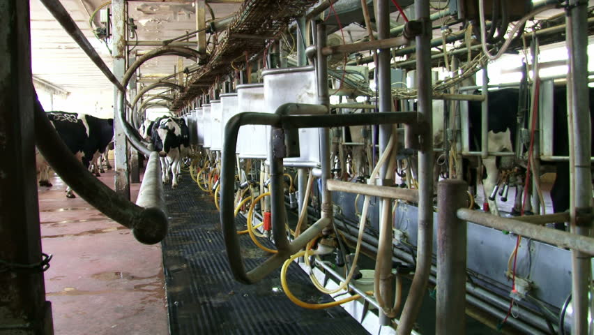 Cows Entering Milking Station Stock Footage Video 3043669 - Shutterstock