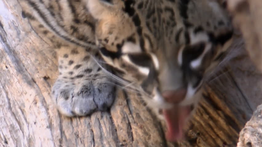 Ocelot Eats, Licks Food Off Tree Branch, Close Up. 1080p Stock Footage ...