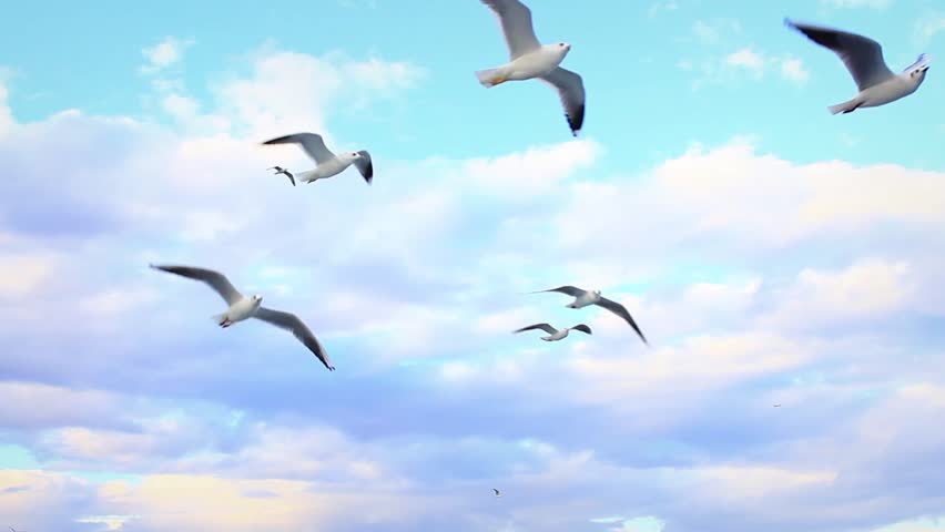 A Close Up Of The Seagull Flock Stock Footage Video 3916022 - Shutterstock