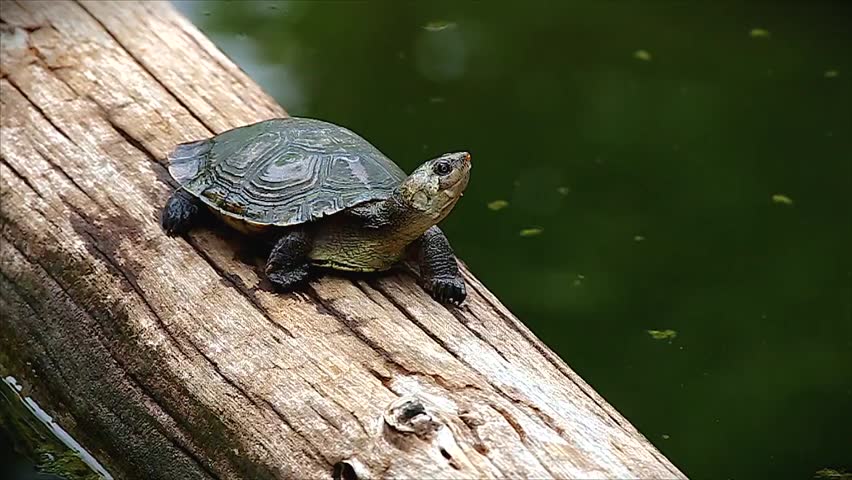 Endangered+species footage | Stock clips & videos