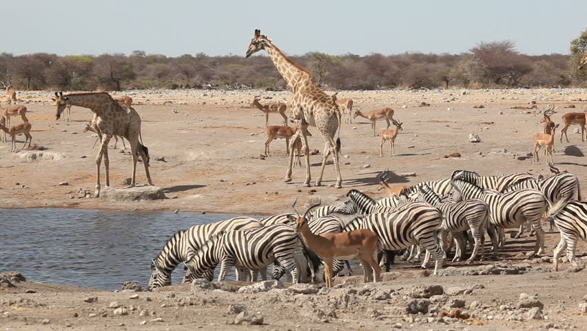 Plains Zebras And Impala Antelopes Gathering At A Waterhole, Etosha ...