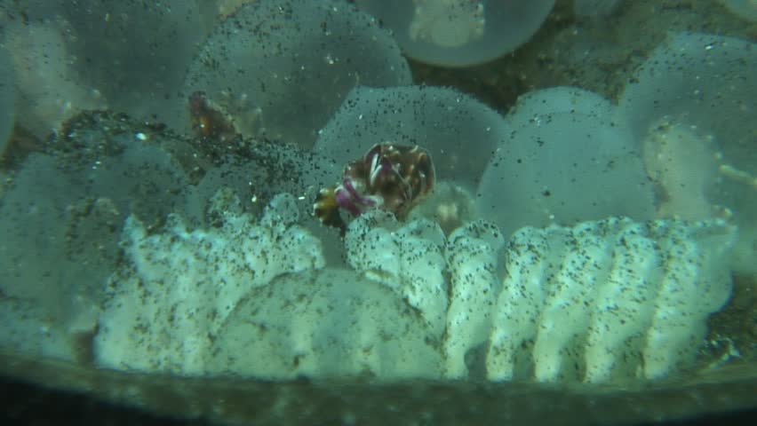 Flamboyant Cuttlefish Eggs Hatching Stock Footage Video 3868511 ...