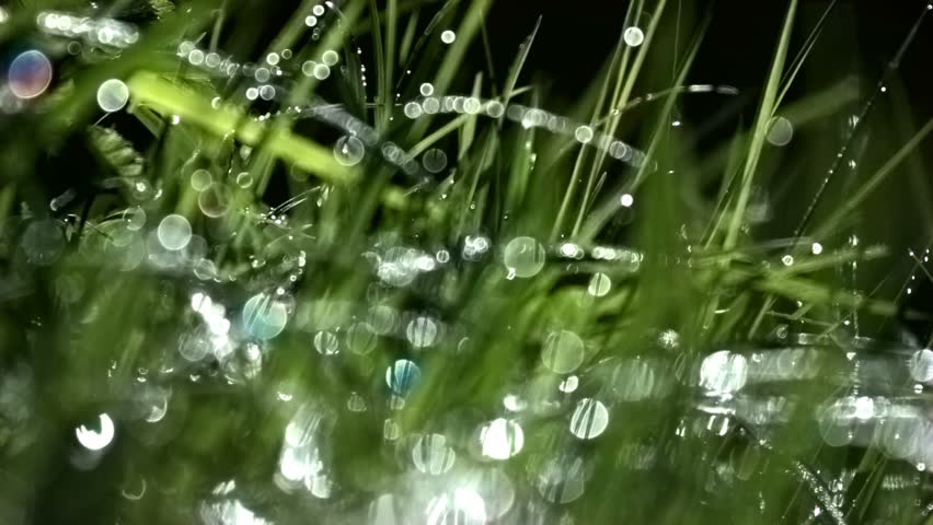 Dew Glistens On The Grass Stock Footage Video 3885062 - Shutterstock