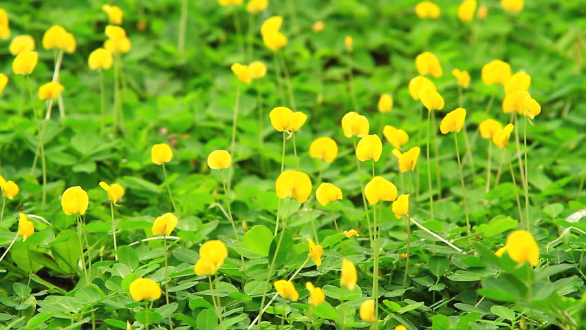 Small Yellow Flower Blooming On The Ground, Pinto Peanut Plant Field ...