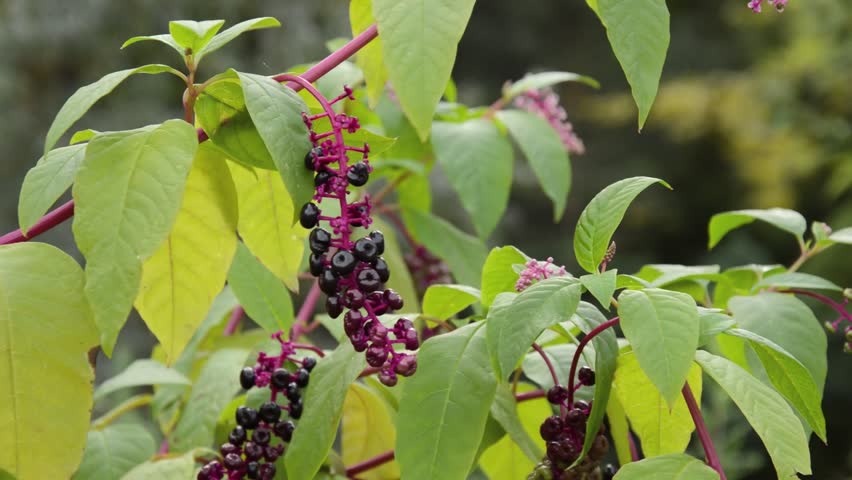 American Pokeweed (Phytolacca Americana) Stock Footage Video 4361267 ...