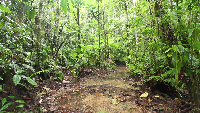 Open Muddy Clearing In Amazonian Rainforest, Ecuador, During The Wet ...