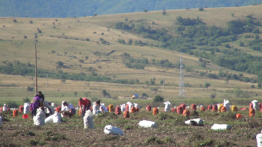 ROMANIA, MOECIU, AUGUST 25, Farmers Harvesting Potatoes Crop In Field