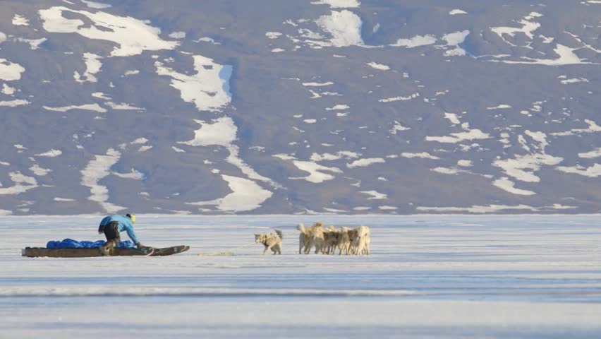 Arctic Sled Dogs Towing A Man On A Qamutik Across Sea-ice. Stock ...