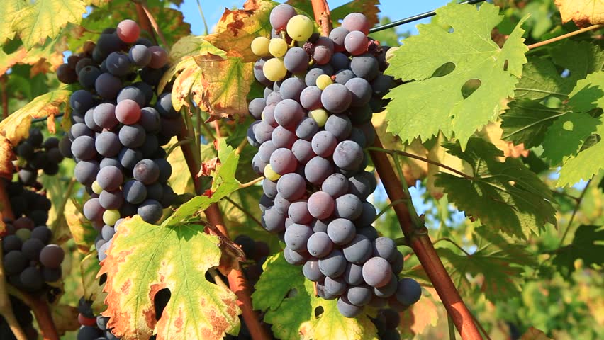 Vintage Wine. Harvesting Of 