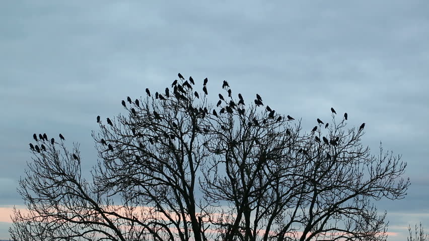 A Flock Of Crows Circling In The Sky Stock Footage Video 5491850 ...