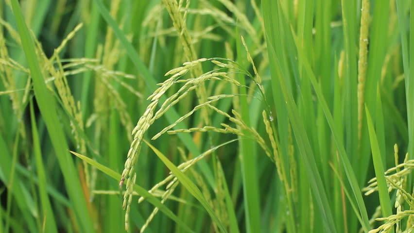 Spike Of Rice In The Wind Stock Footage Video 5507702 - Shutterstock