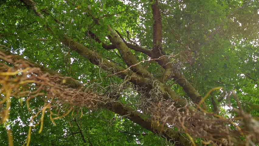 Lianas On Tree Stock Footage Video 6798280 - Shutterstock