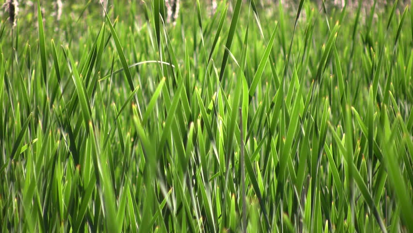 A Field Full Of Tall Blades Of Grass Gently Sway In The Wind. Stock ...