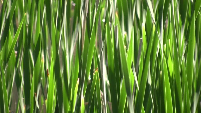 A Field Full Of Tall Blades Of Grass Gently Sway In The Wind. Stock ...