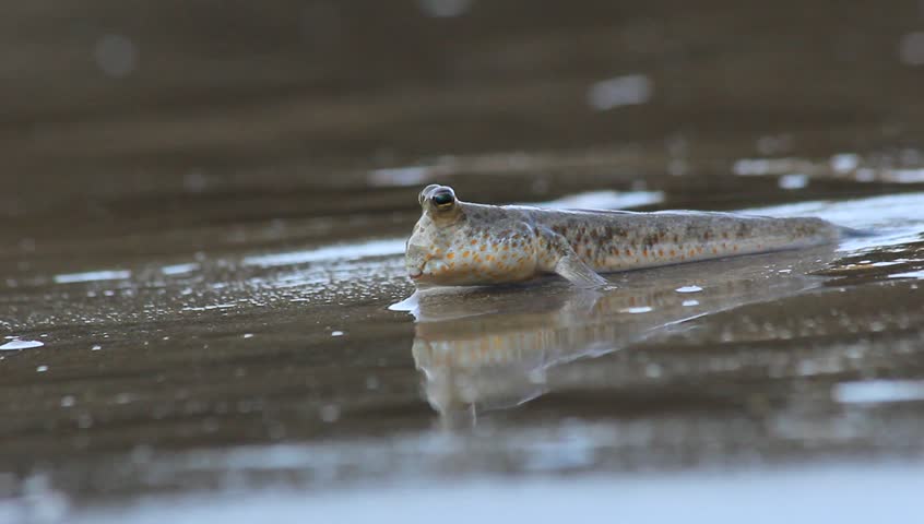 Rock Skipper Fish: Unique Fish That Can Walk On Land Stock Footage Video 6303263 - Shutterstock