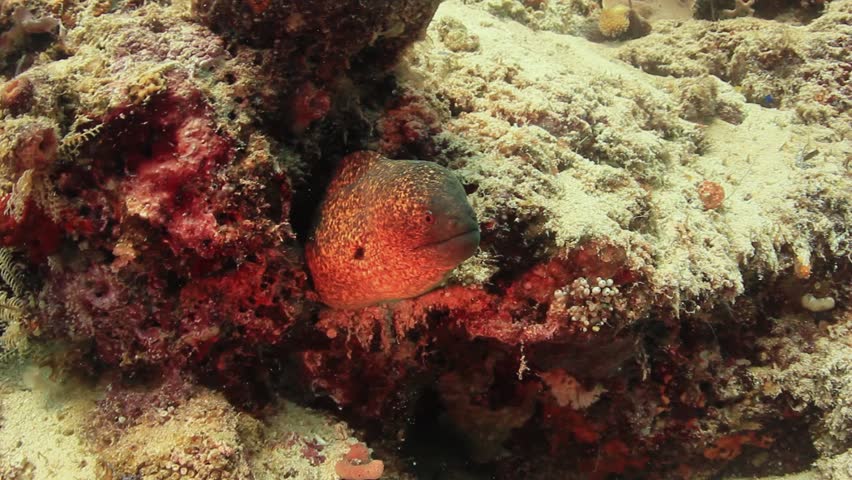 Large Moray Eel In A Hole On The Reef Stock Footage Video 6693431 ...