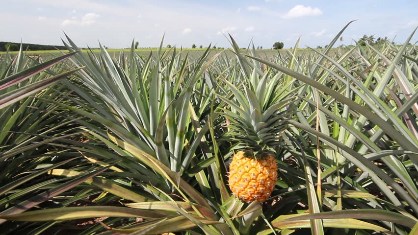 Pineapple Farm In Summer Season Stock Footage Video 6700412 - Shutterstock