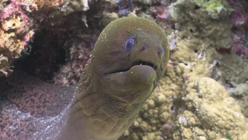 Moray Eel Poking Its Head Out Of Its Hole Stock Footage Video 7033504 ...