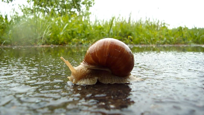 A Snail In The Rain Stock Footage Video 739345 - Shutterstock