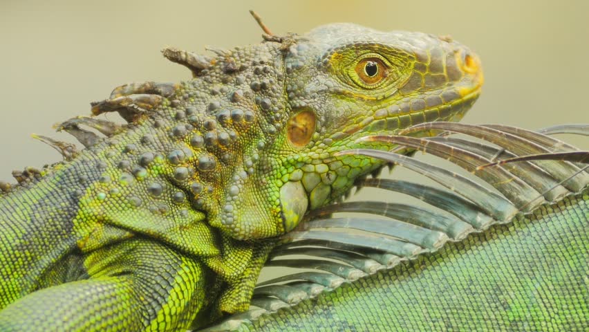 Close Up Of Iguana Head Stock Footage Video 6844297 - Shutterstock