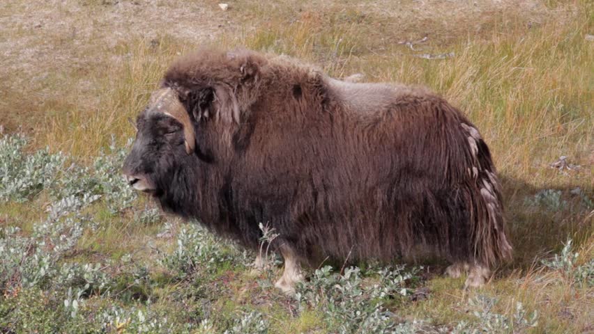 Musk Oxen Bull In Arctic Tundra, Greenland Stock Footage Video 7668838 ...