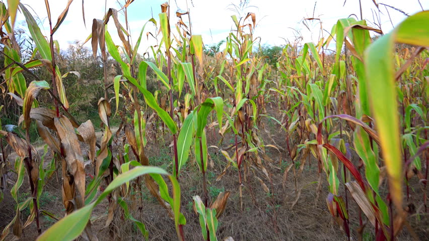 Corn Field. 4k Uhd Steadycam Shot. Maize Plant. Stock Footage Video ...