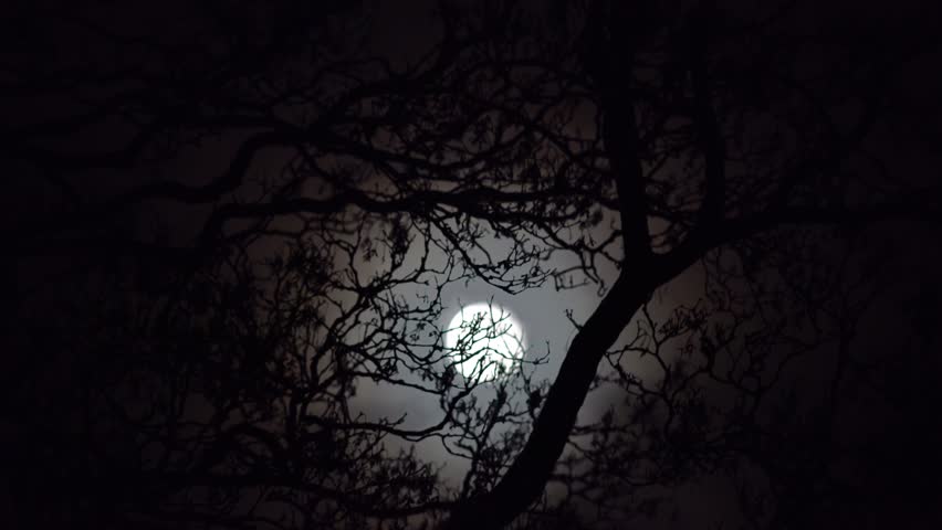 Establishing Shot Spooky Atmospheric Moonlight Through Tree Branches ...