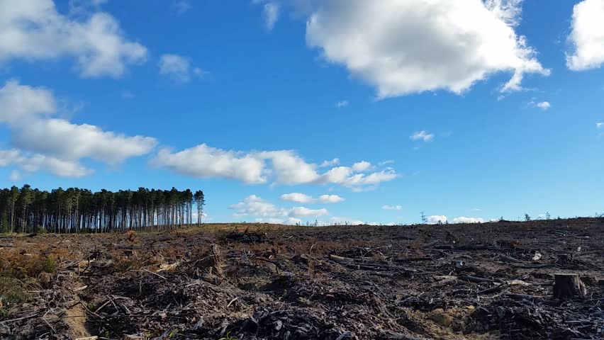 Deforestation And Logging. This Clips Shows Recent Deforestation And ...