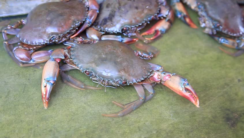 Group Of Blue Crabs In The Small Pool Stock Footage Video 7979401 ...