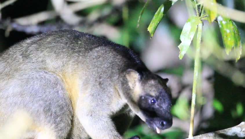 Bennett's Tree-kangaroo (Dendrolagus Bennettianus) In Cairns, Australia ...