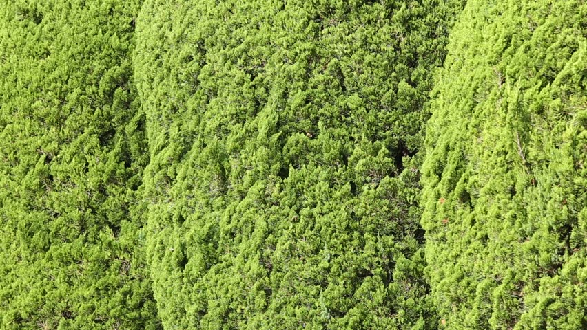 Texture Of Evergreen Leaves Bush As Background. Stock Footage Video ...