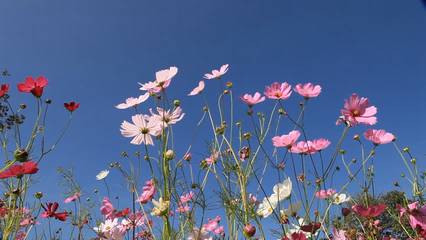 Cosmos Flower Field Swaying In The Wind Under Blue Sky Stock Footage ...