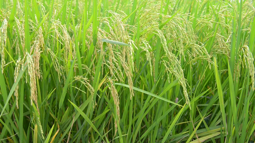 Rice Paddies Up Close