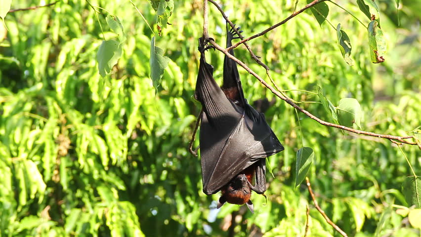 Bat Hanging On A Tree Branch Malayan Bat Or 