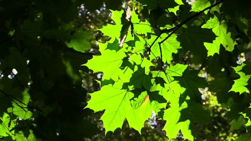 The Bright Morning Sun Shining Through Green Maple Leaves. Stock ...